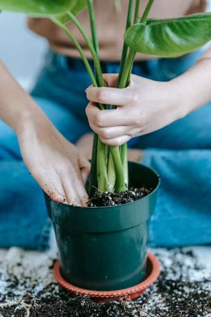 腎移植圖片