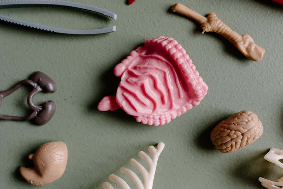 Intestine