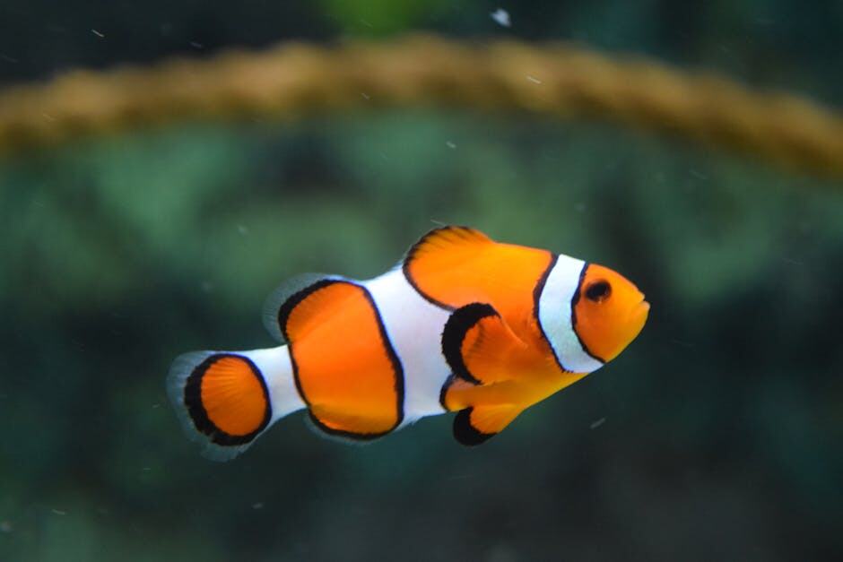 魚類圖片