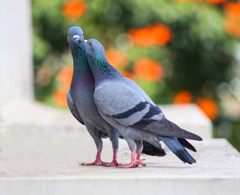色彩繽紛的鳥類