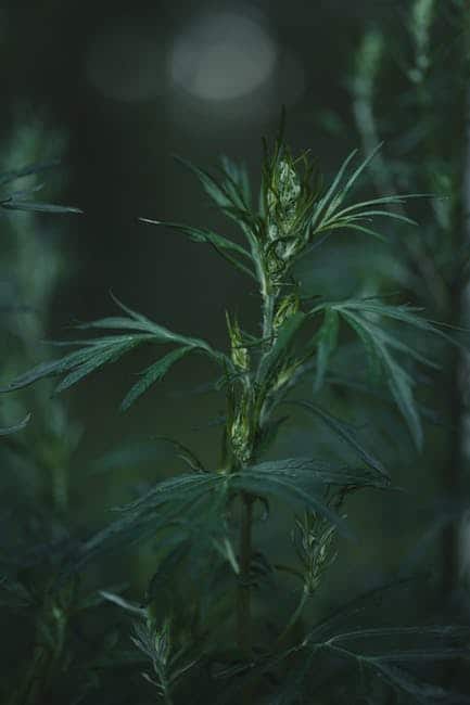 mugwort