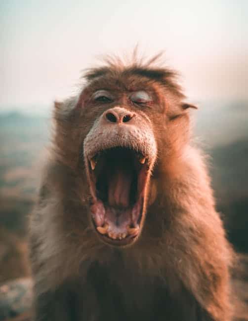 mouth image